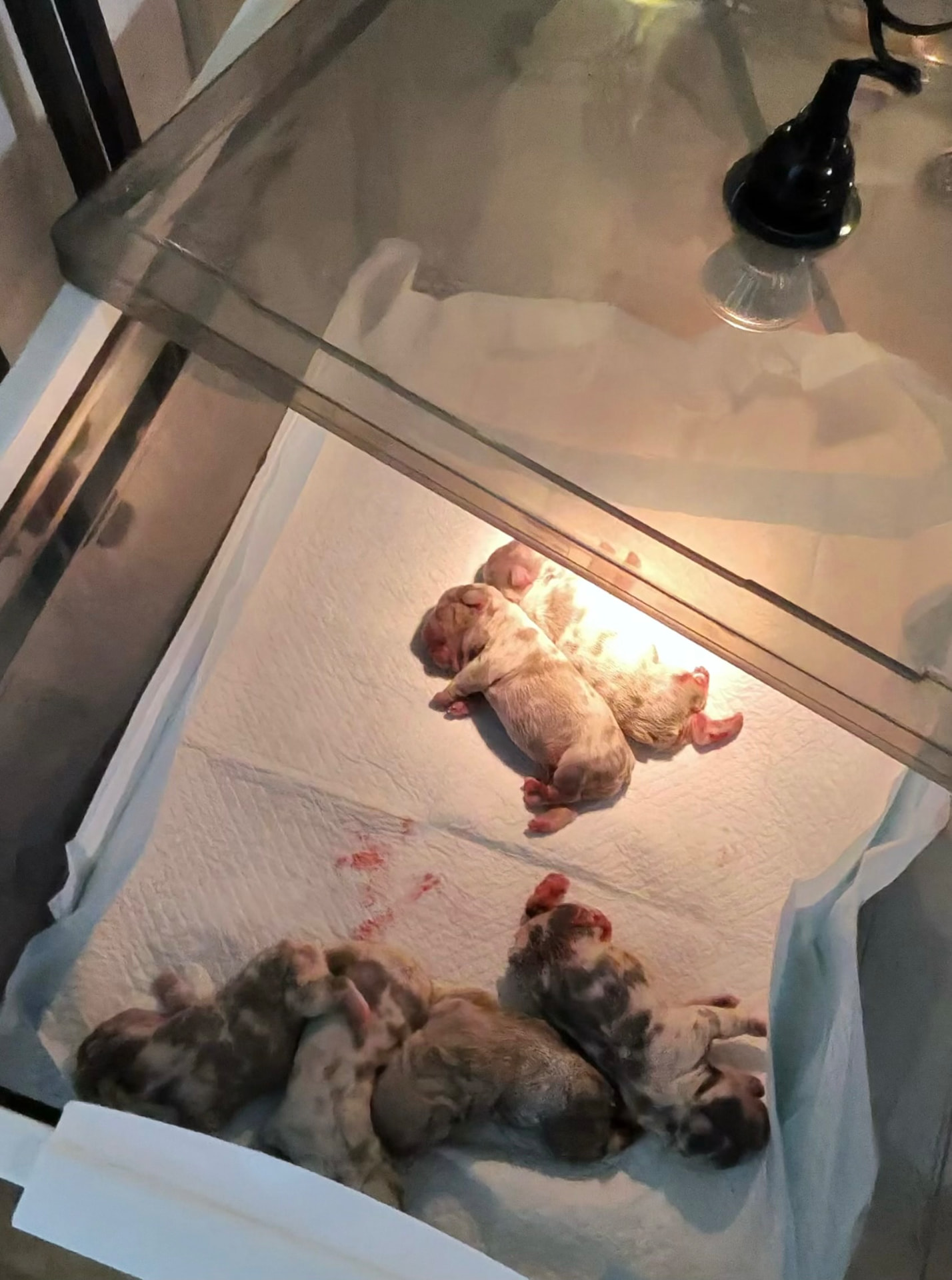 Newborn Zayda and ZeBoe puppies resting in their whelping area