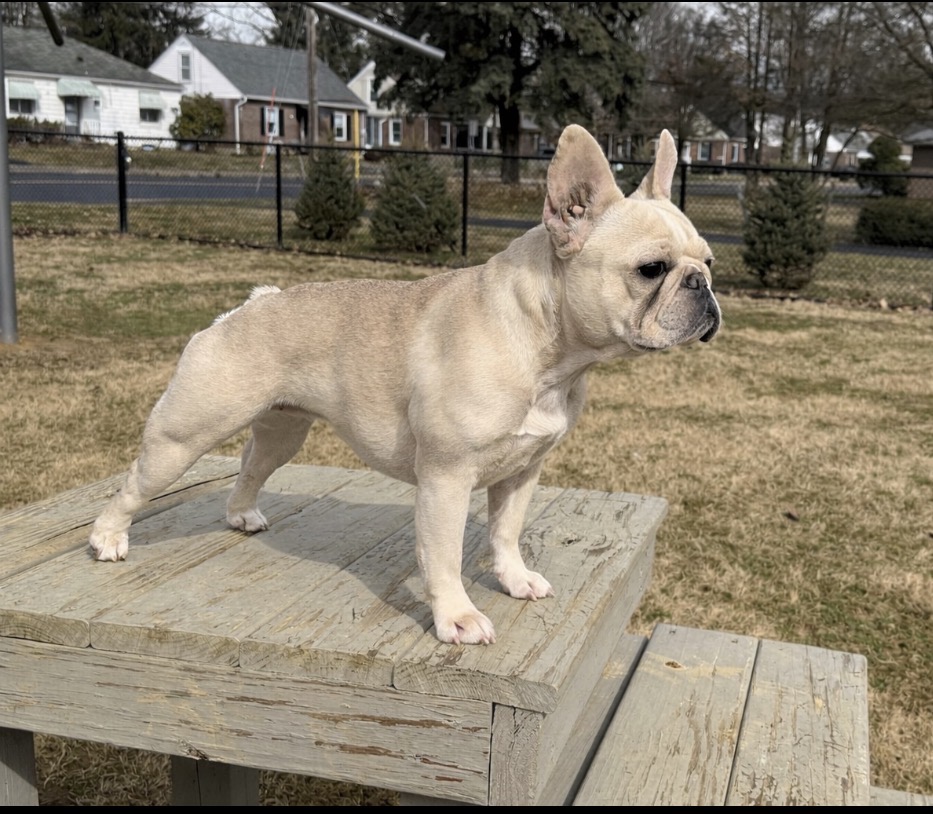 Zoey, cream French Bulldog, full stance