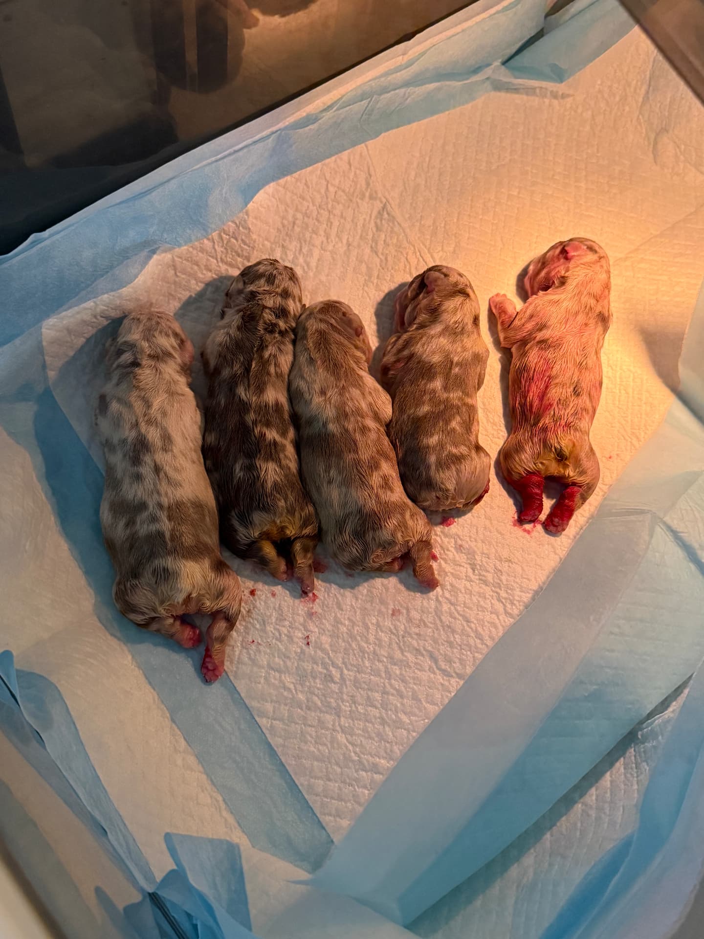 Six newborn puppies from the Zayda and ZeBoe litter